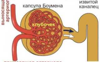 Что является основной функциональной единицей почки