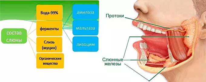 Значение слюнной жидкости для организма значение слюны