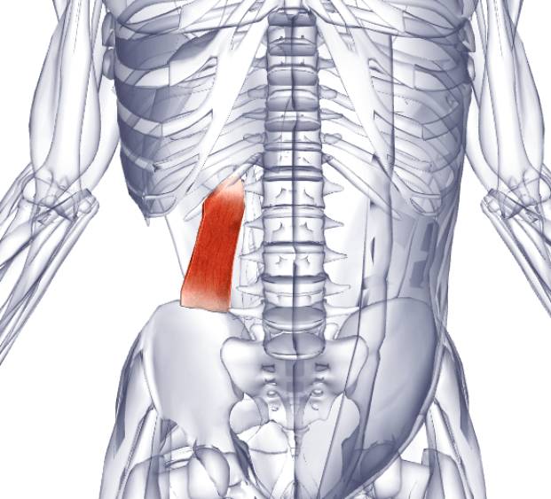 Напрягаю спину болит поясница