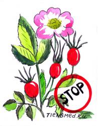 Почему болит голова от отвара шиповника