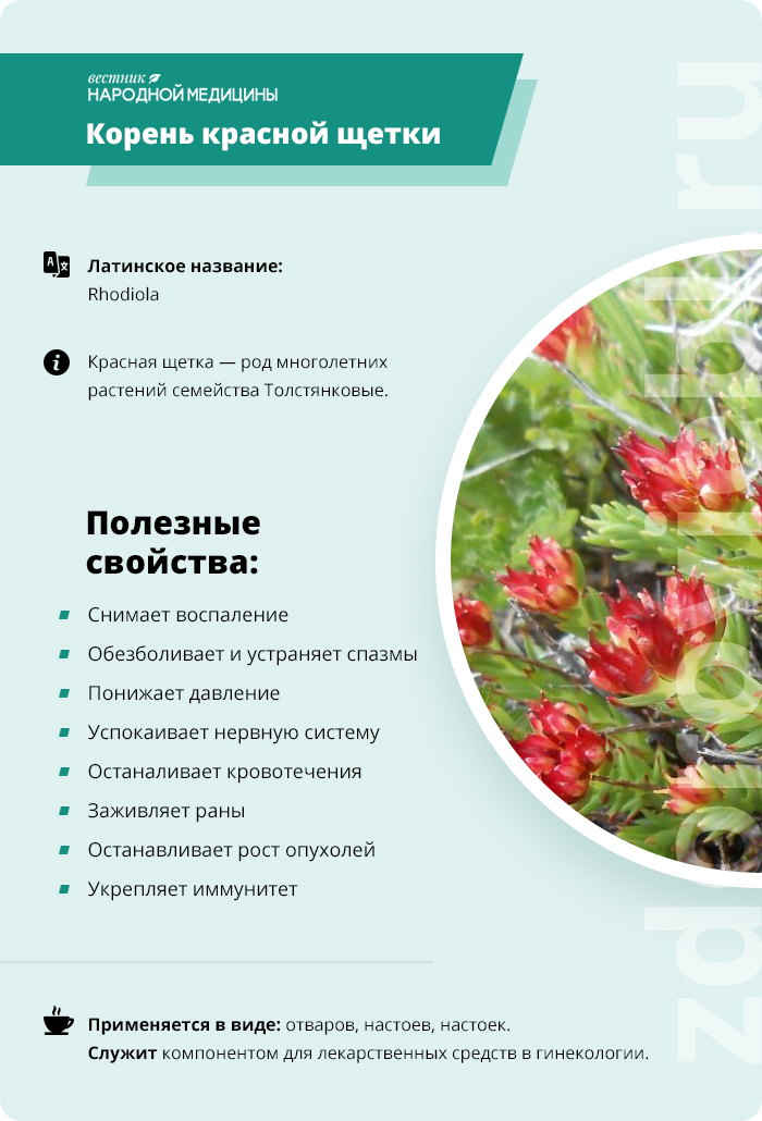 красная щетка болит голова